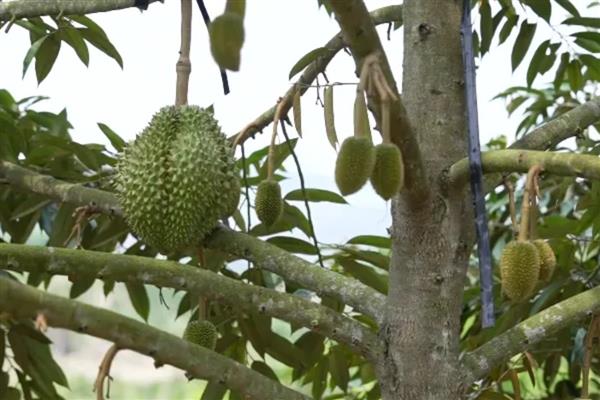 种植榴莲的要点，定植时要施入有机肥、土杂肥和石灰