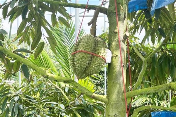 种植榴莲的要点，定植时要施入有机肥、土杂肥和石灰