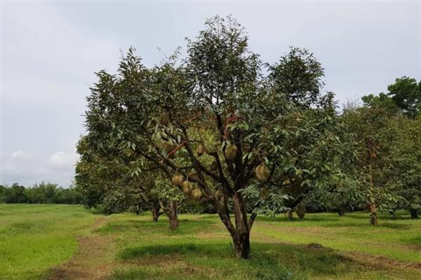 种植榴莲的要点，定植时要施入有机肥、土杂肥和石灰