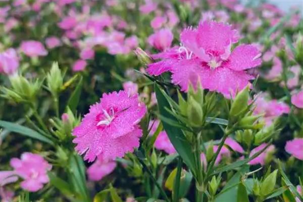 石竹花四季都开花吗,不会四季开花