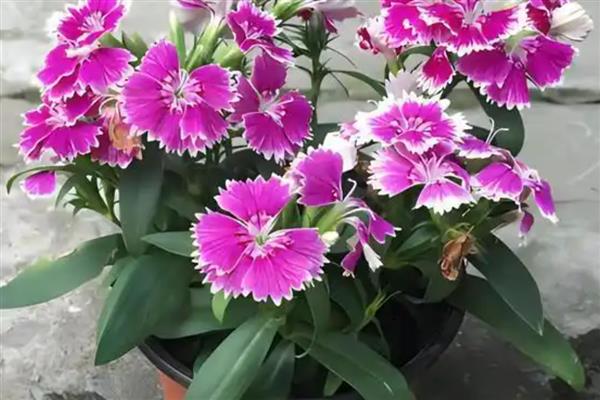 石竹花四季都开花吗,不会四季开花