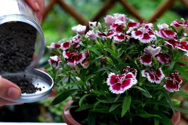 石竹花四季都开花吗,不会四季开花