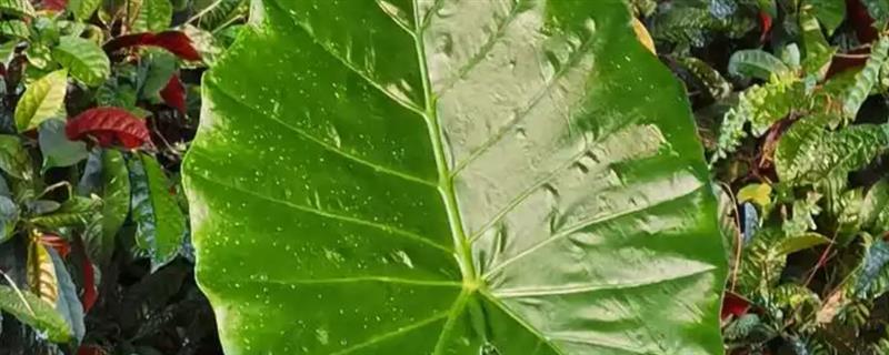 无根滴水观音的种植方法，栽种前要消毒晾干并涂抹生根粉
