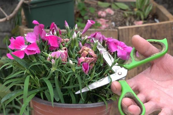 石竹花四季都开花吗,不会四季开花