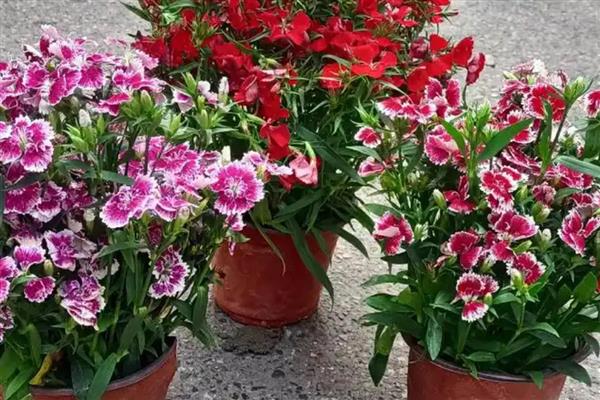 石竹花四季都开花吗,不会四季开花