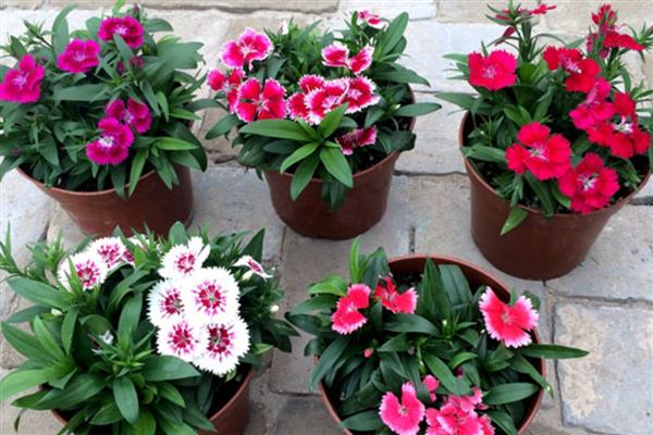 石竹花四季都开花吗,不会四季开花