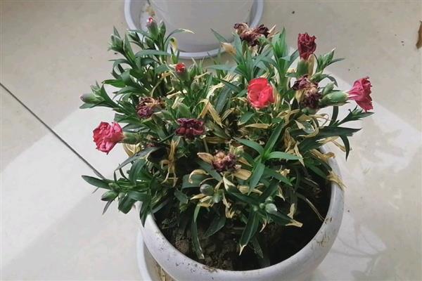 石竹花四季都开花吗,不会四季开花