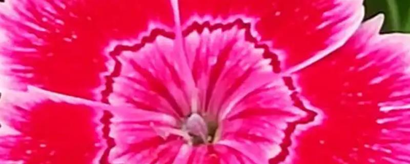 石竹花四季都开花吗，不会四季开花