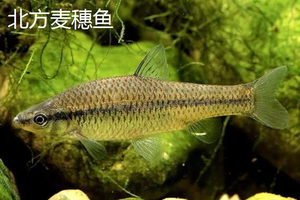 麦穗鱼不打氧能不能活，不打氧也能活