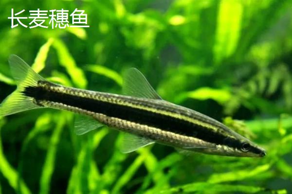 麦穗鱼不打氧能不能活，不打氧也能活