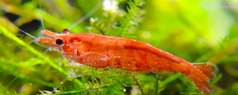 樱花虾会不会吃自己的后代,在缺少食物、水质较差等情况下可能会吞食小虾