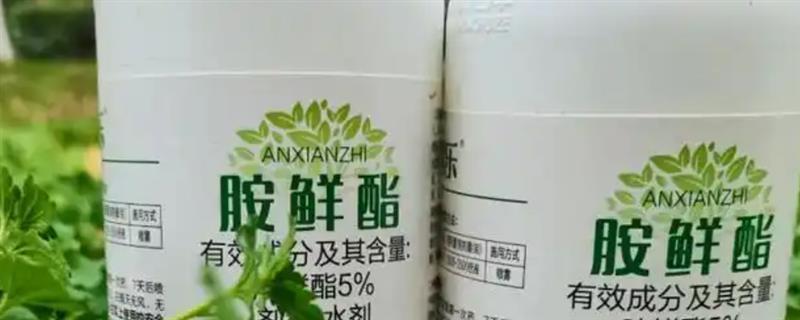 胺鲜酯有没有控旺作用，没有控旺作用