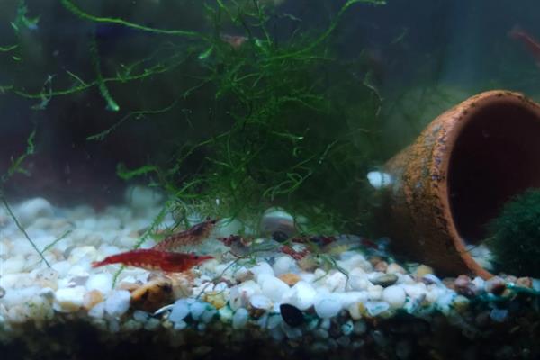 樱花虾会不会吃自己的后代，在缺少食物、水质较差等情况下可能会吞食小虾