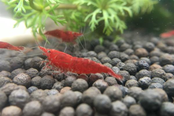 樱花虾会不会吃自己的后代，在缺少食物、水质较差等情况下可能会吞食小虾