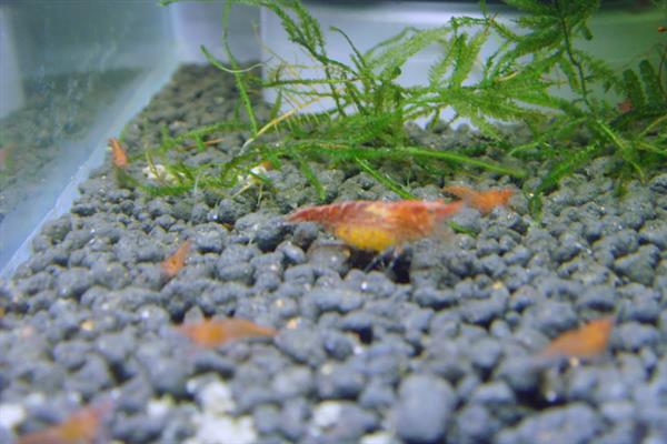 樱花虾会不会吃自己的后代，在缺少食物、水质较差等情况下可能会吞食小虾