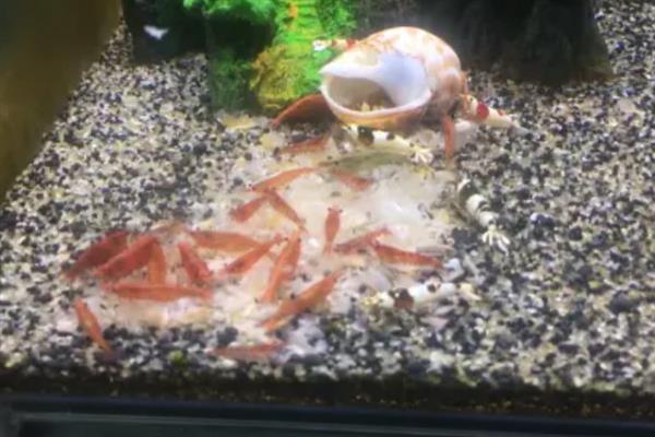 樱花虾会不会吃自己的后代，在缺少食物、水质较差等情况下可能会吞食小虾