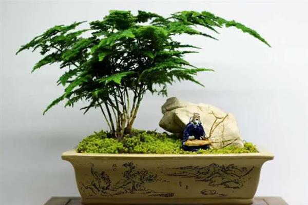 让文竹长得更旺盛的方法，生长季节每个月追施一次液肥