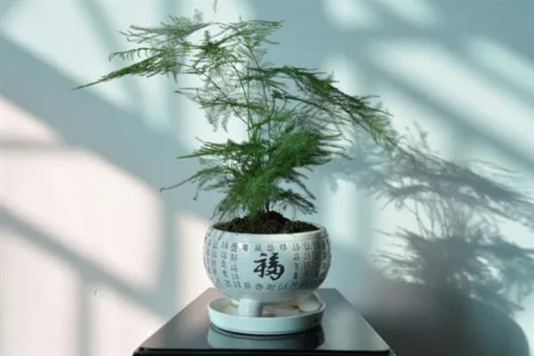 让文竹长得更旺盛的方法，生长季节每个月追施一次液肥