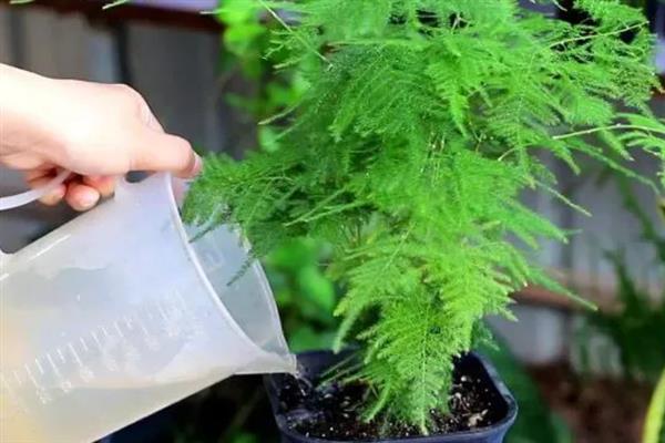 让文竹长得更旺盛的方法，生长季节每个月追施一次液肥