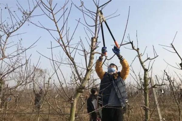桃树七月份怎么修剪，芽长到3-5厘米时可进行抹芽