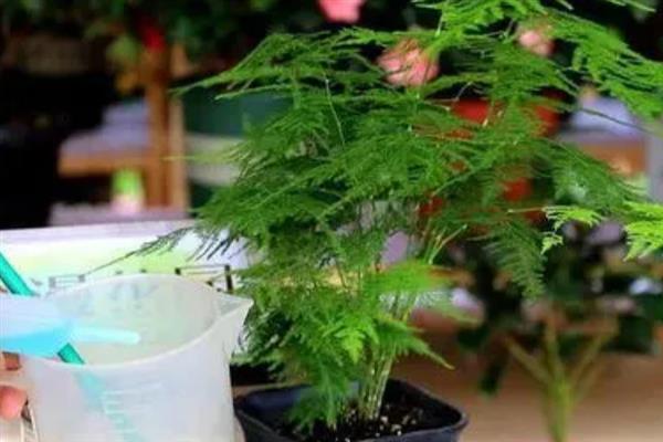 让文竹长得更旺盛的方法，生长季节每个月追施一次液肥