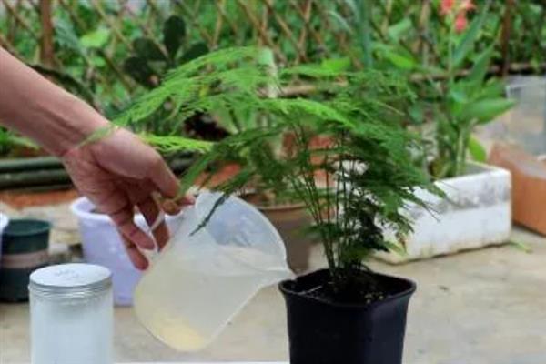让文竹长得更旺盛的方法，生长季节每个月追施一次液肥