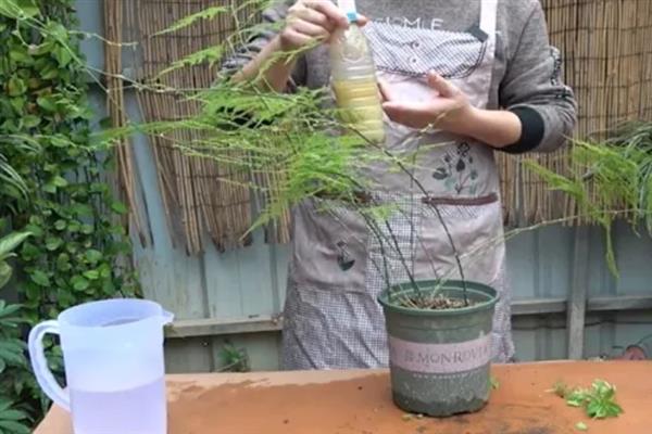 让文竹长得更旺盛的方法，生长季节每个月追施一次液肥