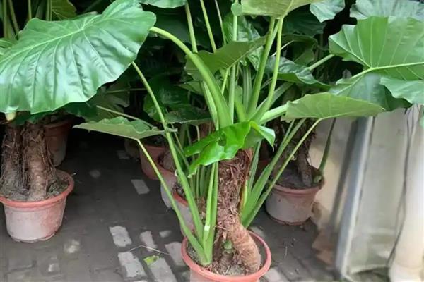无根滴水观音的种植方法，栽种前要消毒晾干并涂抹生根粉