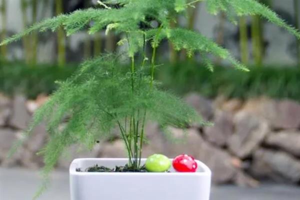 让文竹长得更旺盛的方法，生长季节每个月追施一次液肥