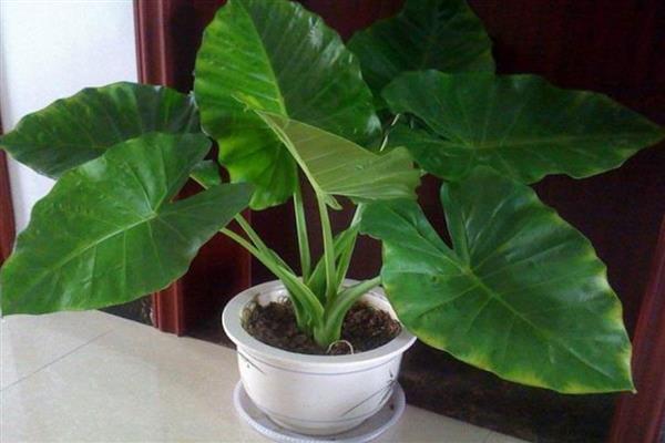 无根滴水观音的种植方法，栽种前要消毒晾干并涂抹生根粉