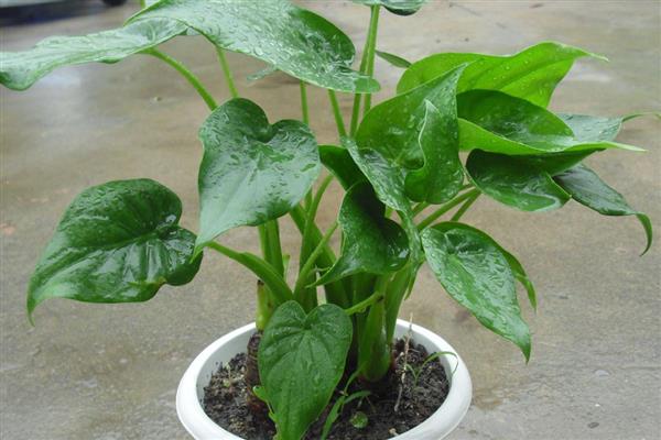 无根滴水观音的种植方法，栽种前要消毒晾干并涂抹生根粉