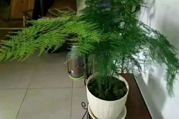 让文竹长得更旺盛的方法，生长季节每个月追施一次液肥