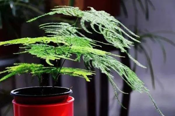 让文竹长得更旺盛的方法，生长季节每个月追施一次液肥
