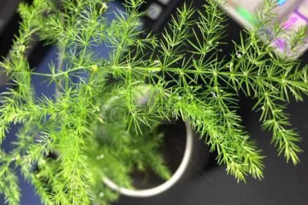 让文竹长得更旺盛的方法，生长季节每个月追施一次液肥