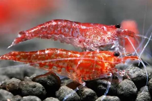 樱花虾会不会吃自己的后代，在缺少食物、水质较差等情况下可能会吞食小虾