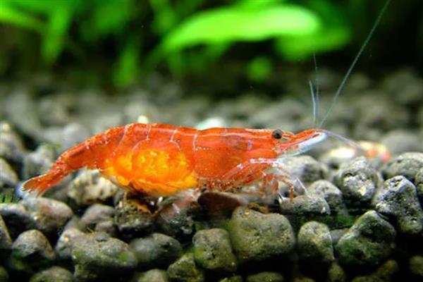 樱花虾会不会吃自己的后代，在缺少食物、水质较差等情况下可能会吞食小虾