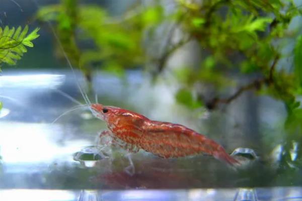 樱花虾会不会吃自己的后代，在缺少食物、水质较差等情况下可能会吞食小虾