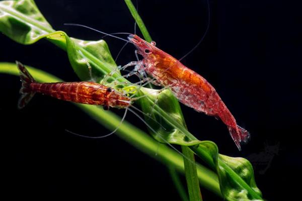 樱花虾会不会吃自己的后代，在缺少食物、水质较差等情况下可能会吞食小虾