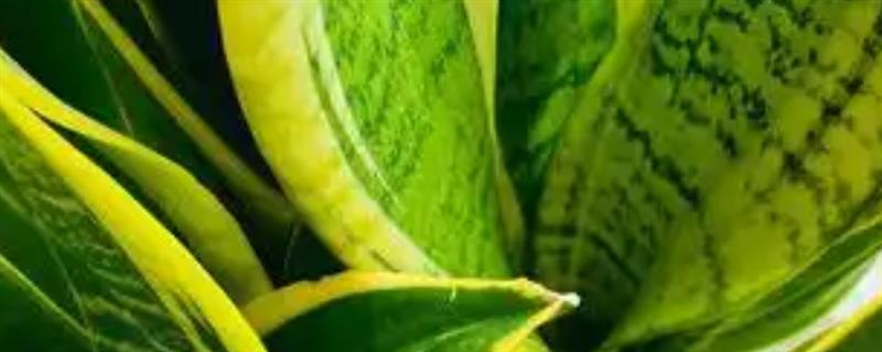 虎皮兰过多浇水如何解决，取出植株剪除烂根再重新栽种