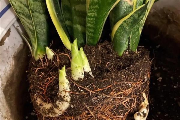 虎皮兰过多浇水如何解决，取出植株剪除烂根再重新栽种