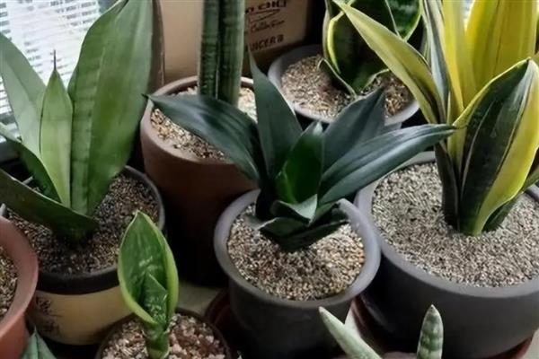 虎皮兰过多浇水如何解决，取出植株剪除烂根再重新栽种