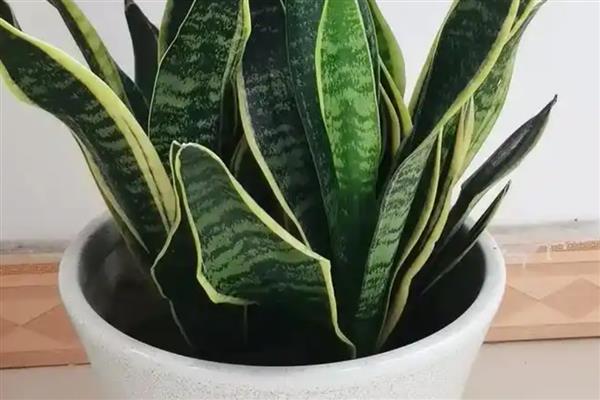 虎皮兰过多浇水如何解决，取出植株剪除烂根再重新栽种