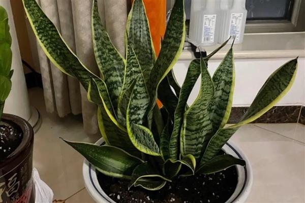 虎皮兰过多浇水如何解决，取出植株剪除烂根再重新栽种