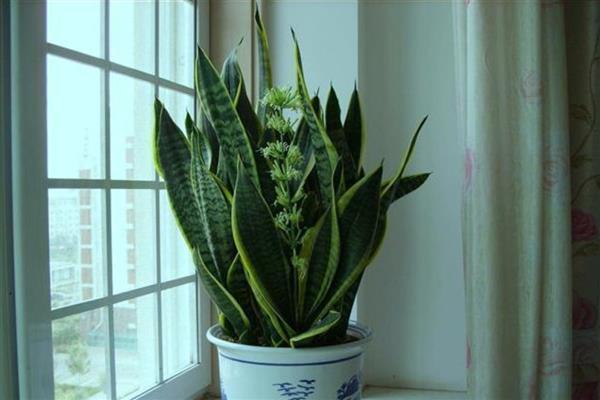 虎皮兰过多浇水如何解决，取出植株剪除烂根再重新栽种