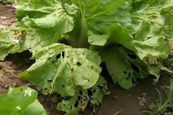 如何防治白菜黑斑病，苗期及时喷药预防