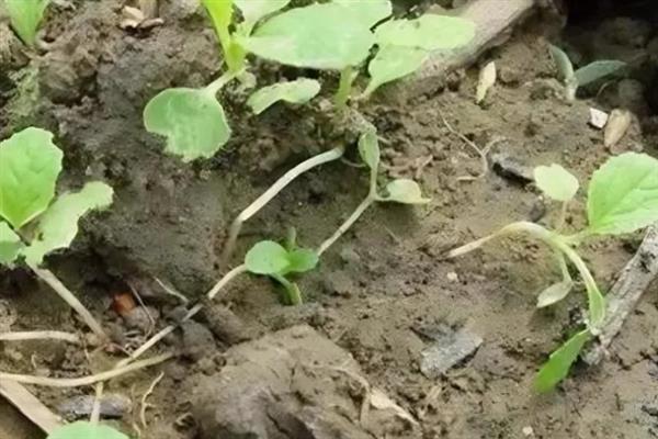 如何防治白菜黑斑病，苗期及时喷药预防