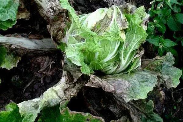 如何防治白菜黑斑病，苗期及时喷药预防