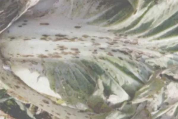 如何防治白菜黑斑病，苗期及时喷药预防