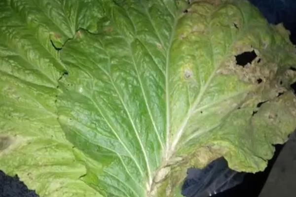 如何防治白菜黑斑病，苗期及时喷药预防