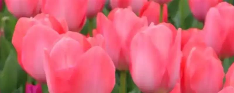 怎么养护郁金香，花期保持适宜湿度可让植株旺盛生长